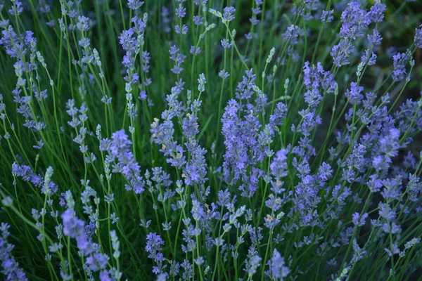 Campo Flores Lavanda Flores Lavanda Perfumadas Violeta Flor Lavanda Crescente — Fotografia de Stock