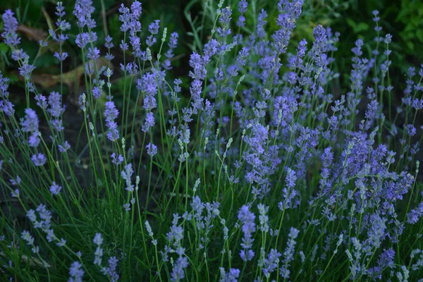 Campo Flores Lavanda Flor Violeta Fragante Flores Lavanda Crecimiento Lavanda — Foto de Stock