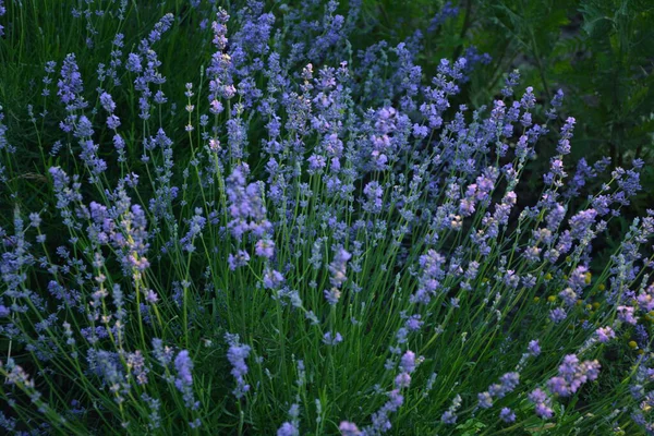 Lavendel Blumenfeld Blühende Veilchen Duftende Lavendelblüten Wachsender Lavendel Wind Über — Stockfoto