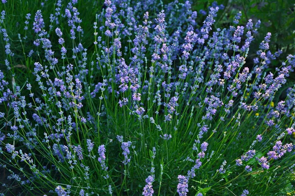 Lavendelbloemenveld Bloeiende Violet Geurende Lavendelbloemen Lavendel Zwaaiend Wind Boven Zonsondergang — Stockfoto