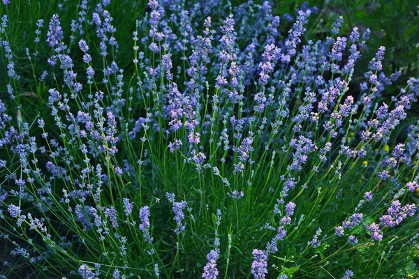 Campo Flores Lavanda Flor Violeta Fragante Flores Lavanda Crecimiento Lavanda — Foto de Stock