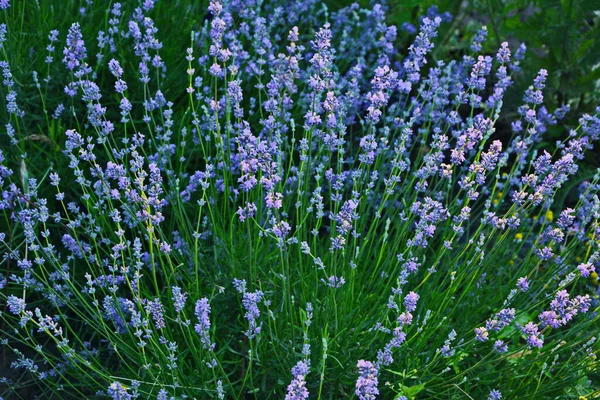 Campo Flores Lavanda Flores Lavanda Perfumadas Violeta Flor Lavanda Crescente — Fotografia de Stock