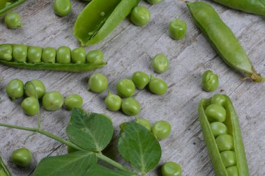 Ahşap arka planda taze bezelyeler. Yeşil bezelye ve bezelye kabukları ahşap bir yüzey üzerinde.