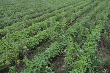 Tarım arazisi. Mavi gökyüzü ve bulutlu yeşil soya tarlası ekilmiş soya tohumu tarlalarında yetişen genç bitkiler..