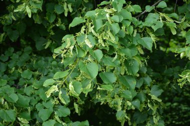 Çiçekli ıhlamur ağaçlarının yeşil arkaplanı. Linden çayı sadece rafine bir tat değil, aynı zamanda harika bir aromadır.