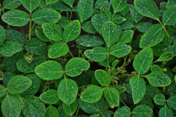 Jordbrukslandskap Grönt Fält Soja Med Blå Himmel Och Moln Odlad — Stockfoto