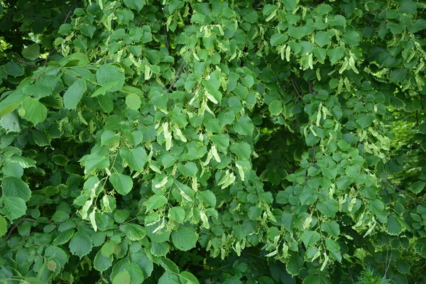 Grüner Blumiger Hintergrund Blühender Lindenzweige Linden Tee Ist Nicht Nur — Stockfoto