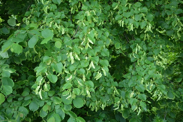 Zelené Květinové Pozadí Kvetoucích Lískových Větví Stromů Lindenový Čaj Nejen — Stock fotografie