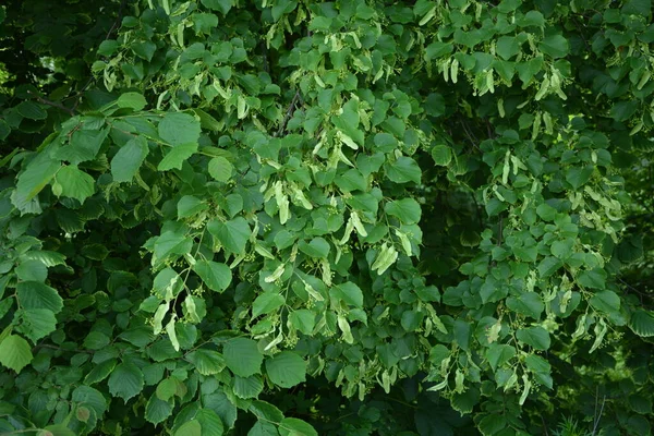 Çiçekli Ihlamur Ağaçlarının Yeşil Arkaplanı Linden Çayı Sadece Rafine Bir — Stok fotoğraf