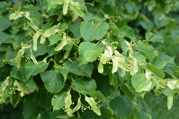 Fond Floral Vert Branches Tilleul Fleuries Thé Tilleul Est Non — Photo