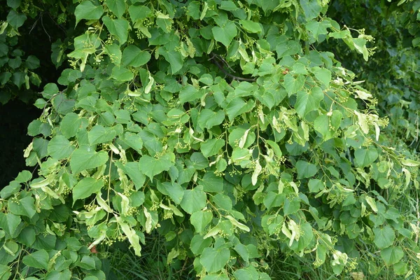 Grön Blommig Bakgrund Blommande Lind Trädgrenar Lind Inte Bara Raffinerad — Stockfoto