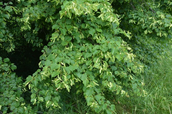 Fond Floral Vert Branches Tilleul Fleuries Thé Tilleul Est Non — Photo