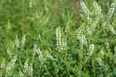 Tıbbi bitki: beyaz tatlı yonca. Melilotus Albus 'a yakın, ayrıca bal yoncası olarak da bilinir, tatlı yonca, ya da beyaz melilot, yaz mevsiminde açan.