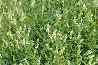 Tıbbi bitki: beyaz tatlı yonca. Melilotus Albus 'a yakın, ayrıca bal yoncası olarak da bilinir, tatlı yonca, ya da beyaz melilot, yaz mevsiminde açan.