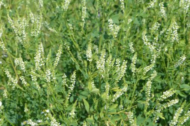 Tıbbi bitki: beyaz tatlı yonca. Melilotus Albus 'a yakın, ayrıca bal yoncası olarak da bilinir, tatlı yonca, ya da beyaz melilot, yaz mevsiminde açan.
