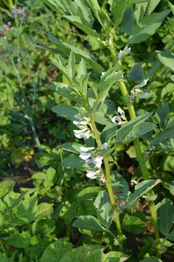 Beyaz-siyah fasulye çiçekleri (Vicia faba) yaz bahçesinde. Tarım konsepti, ekilmiş baklagiller.