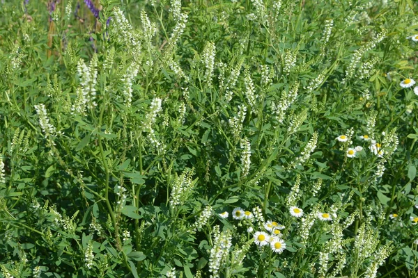 薬用植物 白い甘いクローバー夏の季節に咲く 蜂蜜のクローバー 甘いクローバー または白いメロパイロットとしても知られているメリロータスアルバスのクローズアップ — ストック写真