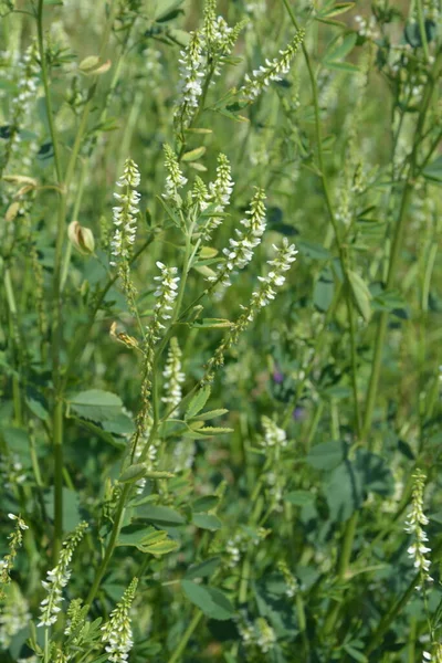 Heilpflanze Weißklee Nahaufnahme Von Melilotus Albus Auch Bekannt Als Honigklee — Stockfoto