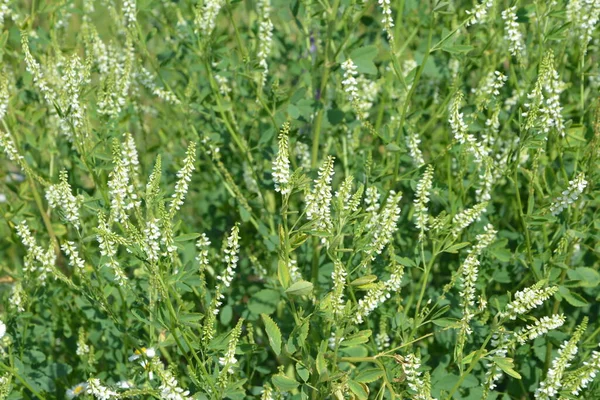 Heilpflanze Weißklee Nahaufnahme Von Melilotus Albus Auch Bekannt Als Honigklee — Stockfoto