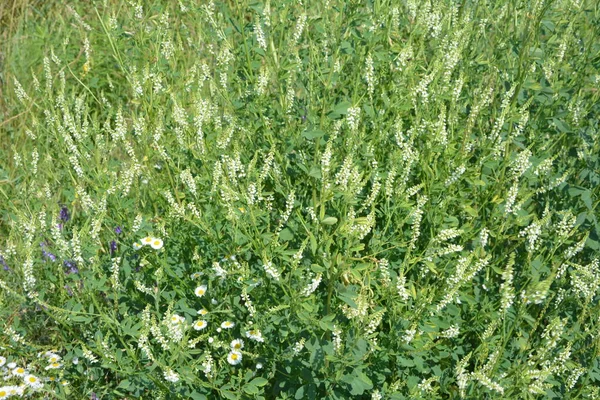 Лекарственное Растение Белый Сладкий Clover Close Melilotus Albus Известный Медовый — стоковое фото
