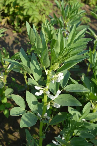 Biało Czarne Kwiaty Fasoli Vicia Faba Ogrodzie Letnim Koncepcja Rolnictwa — Zdjęcie stockowe