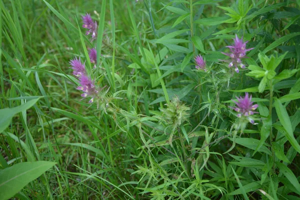 Melampyrum Arvense Una Planta Herbácea Del Género Melampyrum Familia Orobanchaceae —  Fotos de Stock