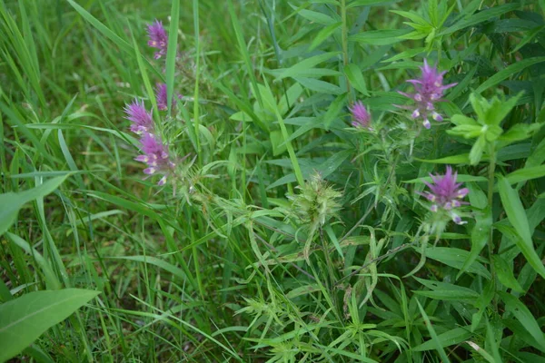 山羊草 Melampyrum Arvense 是山羊草科的一种草本植物 俗称田牛小麦 Field Cow Wheat — 图库照片