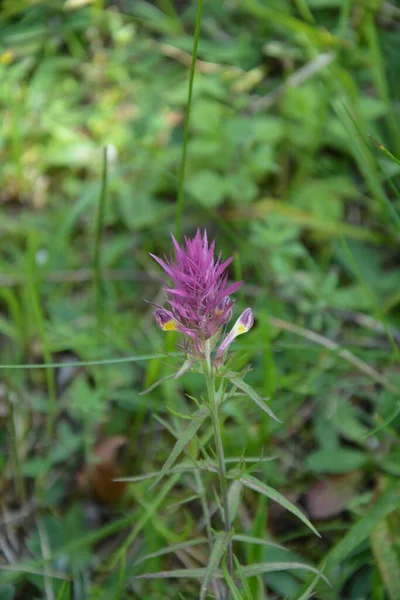 Melampyrum Arvense Běžně Známý Jako Polní Kravská Pšenice Bylinná Kvetoucí — Stock fotografie