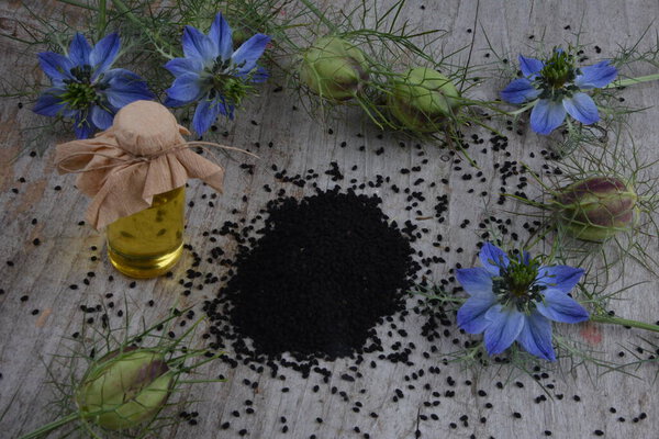 Medicinal plant Nigella sativa, black caraway, also known as black cumin, nigella