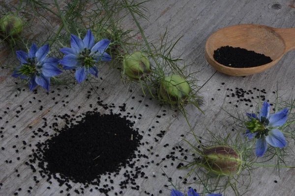Planta Medicinal Nigella Sativa Alcaravea Negra También Conocida Como Comino — Foto de Stock