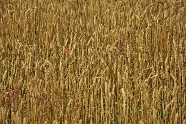 Пшениця Полі Перед Збиранням Красивий Сільський Пейзаж Під Час Збирання — стокове фото