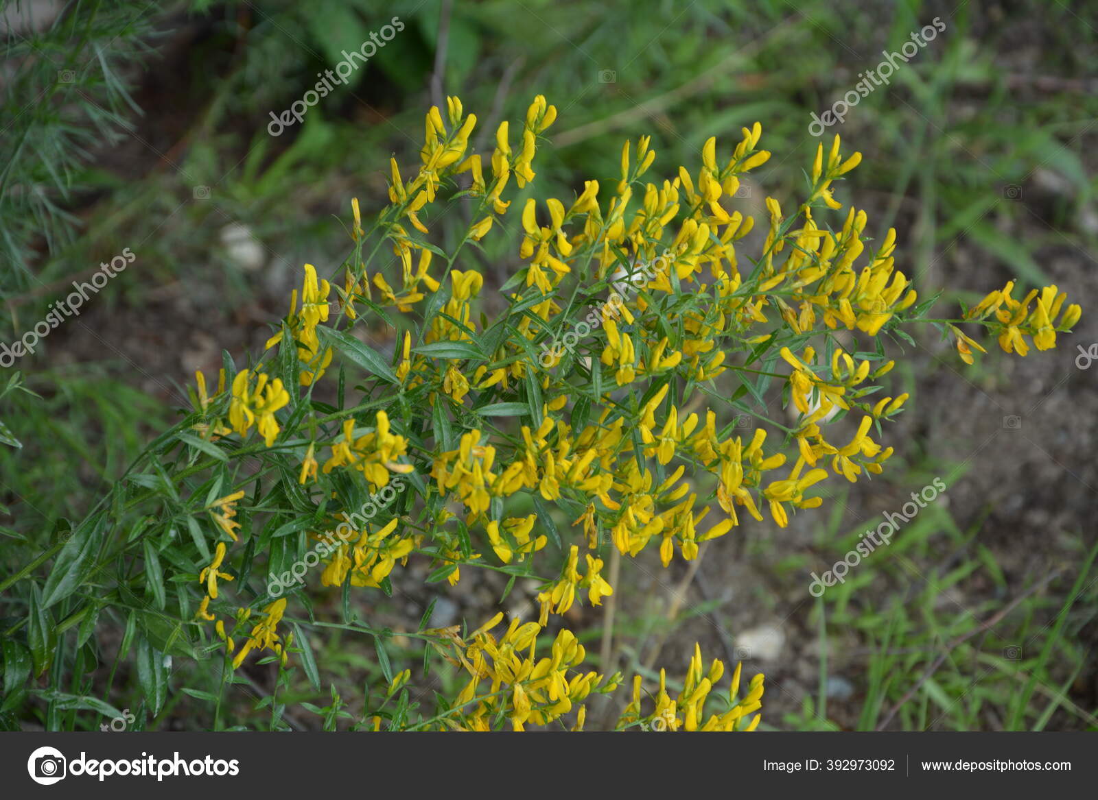 Genista Tinctoria 野生植物 夏に花を咲かせます 黄色の染料のほうきの花 Genista Tinctoria 染料の緑の雑草 薬用植物で 織物の染色に使用されます ストック写真 C Weha Genista Tinctoria 野生植物 夏に花を咲かせます 黄色の染料のほうきの花 Genista Tinctoria 染料の緑の雑草 薬用植物で 織物の染色に使用されます ストック写真 C Weha