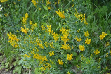 Genista Tinctoria, yabani bitki. Yaz mevsiminde çiçek açar. Boyacı süpürgesinin sarı çiçekleri (Genista tütsü, boyacı yeşili). İlaç bitkisi, ve tekstil boyamak için kullanılır..