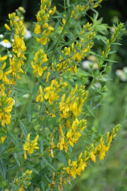 Genista Tinctoria, yabani bitki. Yaz mevsiminde çiçek açar. Boyacı süpürgesinin sarı çiçekleri (Genista tütsü, boyacı yeşili). İlaç bitkisi, ve tekstil boyamak için kullanılır..