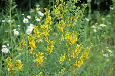 Genista Tinctoria, yabani bitki. Yaz mevsiminde çiçek açar. Boyacı süpürgesinin sarı çiçekleri (Genista tütsü, boyacı yeşili). İlaç bitkisi, ve tekstil boyamak için kullanılır..