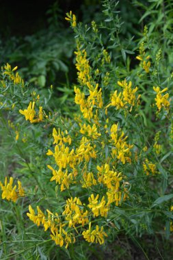 Genista Tinctoria, yabani bitki. Yaz mevsiminde çiçek açar. Boyacı süpürgesinin sarı çiçekleri (Genista tütsü, boyacı yeşili). İlaç bitkisi, ve tekstil boyamak için kullanılır..
