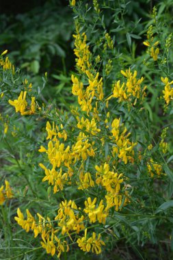 Genista Tinctoria, yabani bitki. Yaz mevsiminde çiçek açar. Boyacı süpürgesinin sarı çiçekleri (Genista tütsü, boyacı yeşili). İlaç bitkisi, ve tekstil boyamak için kullanılır..