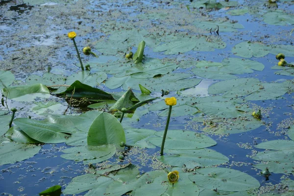 Жовта Вода Лілі Nymphaeaceae Блакитній Воді Зеленим Листям Відображенням — стокове фото