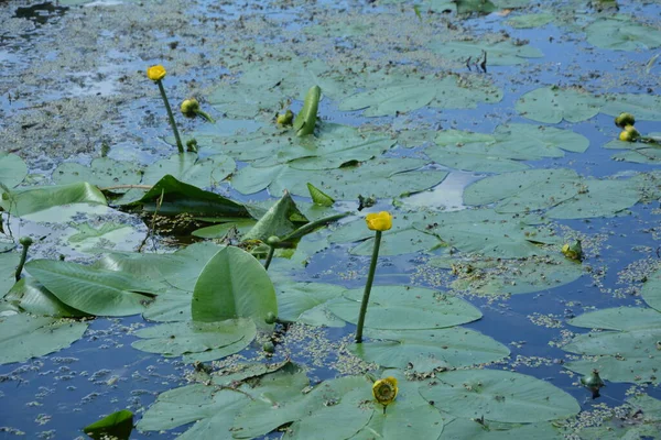 Yellow Water Lily Nymphaeaceae Blue Water Green Leaves Reflections — Stock Photo, Image