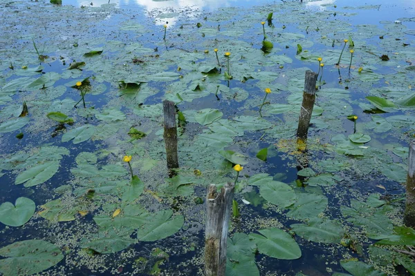 黄色の水反射のある緑色の葉を持つ青い水にユリニンファイア科 — ストック写真