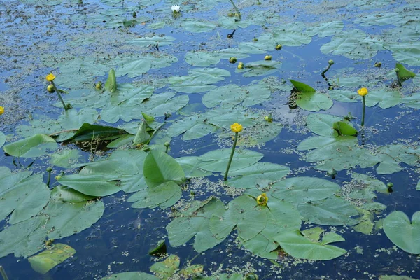 Acqua Gialla Lily Nymphaeaceae Acqua Blu Con Foglie Verdi Con — Foto Stock