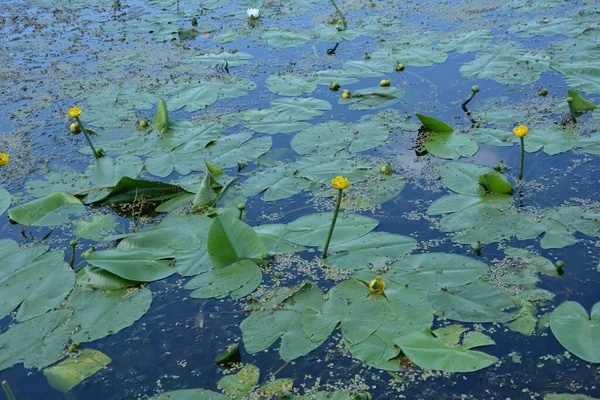 Acqua Gialla Lily Nymphaeaceae Acqua Blu Con Foglie Verdi Con — Foto Stock