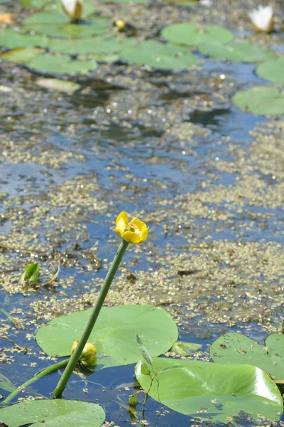 Acqua Gialla Lily Nymphaeaceae Acqua Blu Con Foglie Verdi Con — Foto Stock