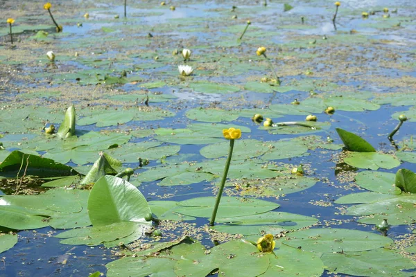 Желтая Вода Лили Нимфеевые Голубой Воде Зелеными Листьями Отражениями — стоковое фото