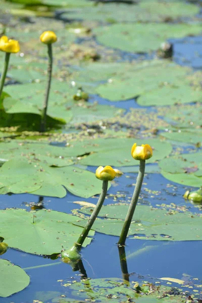 Yellow Water Lily Nymphaeaceae Blue Water Green Leaves Reflections — Stock Photo, Image