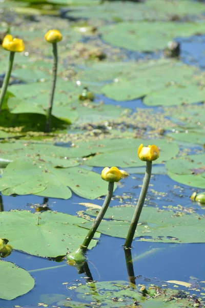 yellow water Lily Nymphaeaceae in blue water with green leaves with reflections.