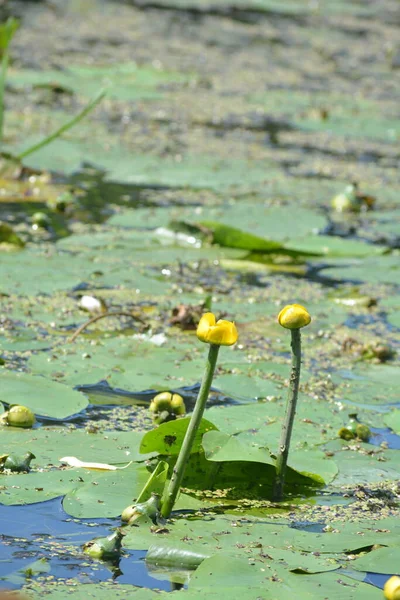 Air Kuning Lily Nymphaeaceae Dalam Air Biru Dengan Daun Hijau — Stok Foto