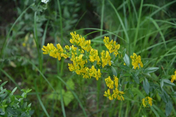 Genista Tinctoria 野生植物 夏に花を咲かせます 黄色の染料のほうきの花 Genista Tinctoria 染料の緑の雑草 薬用植物で 織物の染色に使用されます — ストック写真