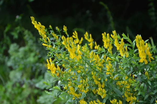 Genista Tinctoria Vild Växt Blommar Sommaren Gula Blommor Rgkvast Genista — Stockfoto