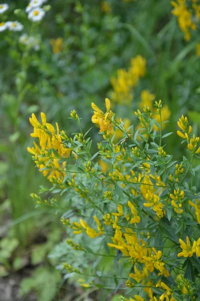 Genista Tinctoria 野生植物 夏に花を咲かせます 黄色の染料のほうきの花 Genista Tinctoria 染料の緑の雑草 薬用植物で 織物の染色に使用されます — ストック写真